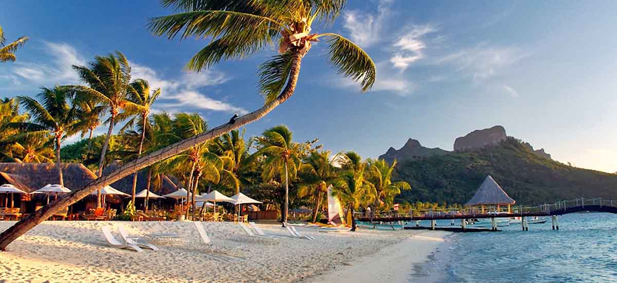 Beautiful vision of trees in Beach 